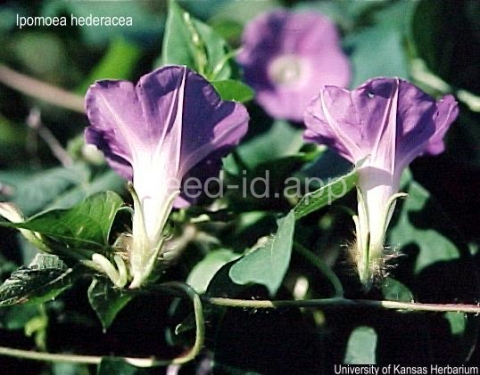 morningglory, ivyleaf